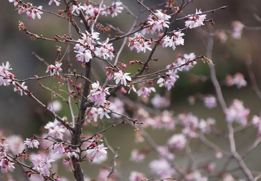201403071355-DSC08280.jpg
