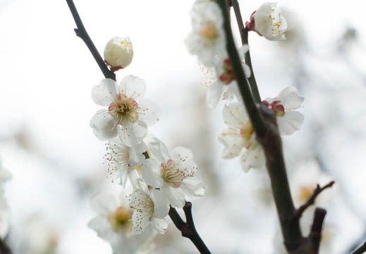 201403081027-DSC01690R.jpg