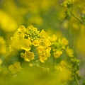 201403081233-DSC01759R.jpg