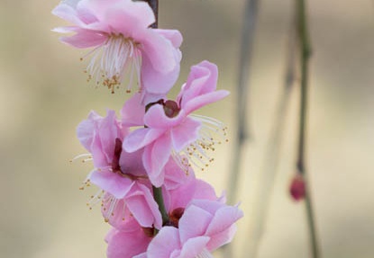 201403081326-DSC01859R.jpg