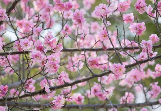 201403091337-DSC02396R.jpg