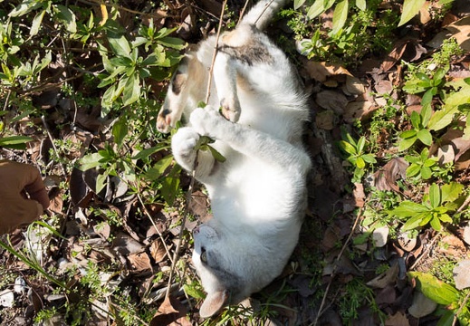 201403091350-DSC02431R.jpg