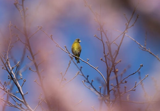 201403111102-DSC08757.jpg
