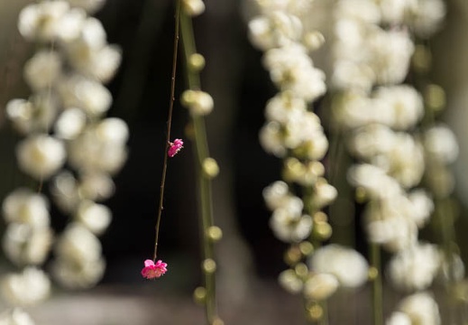 201403111309-DSC08921.jpg
