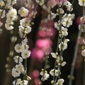 201403111311-DSC08930.jpg