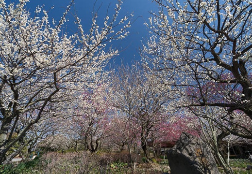 201403111329-DSC09923N.jpg