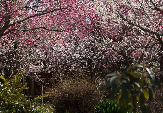 201403111331-DSC08961.jpg