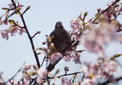 201403111339-DSC08978.jpg