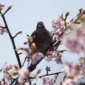 201403111339-DSC08978.jpg