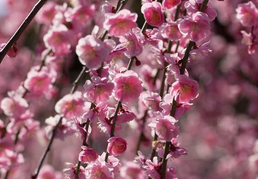 201403111403-DSC09014.jpg