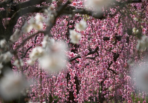 201403121012-DSC02559R.jpg