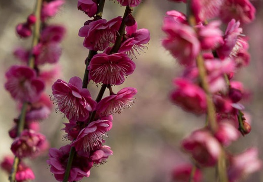 201403121036-DSC02658R.jpg