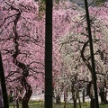 201403121100-DSC02701R.jpg