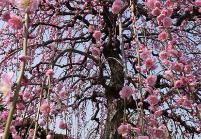 201403121150-DSC02851R.jpg