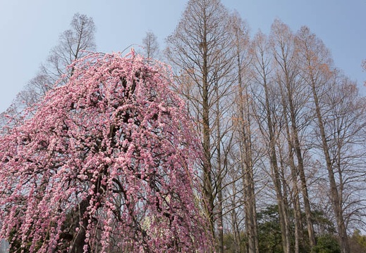 201403121221-DSC02925R.jpg