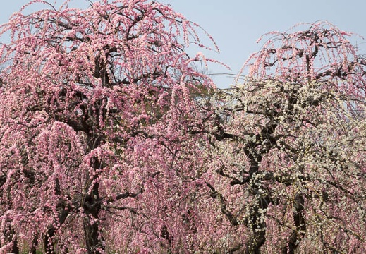 201403121224-DSC02930R.jpg