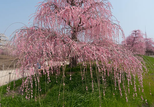 201403171105-DSC00107N.jpg