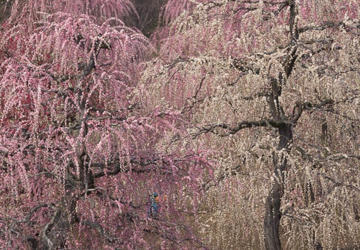 201403171112-DSC09774.jpg