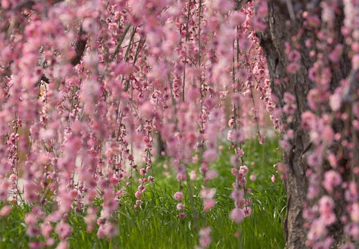 201403171115-DSC09778.jpg