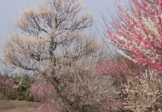 201403171121-DSC09797.jpg
