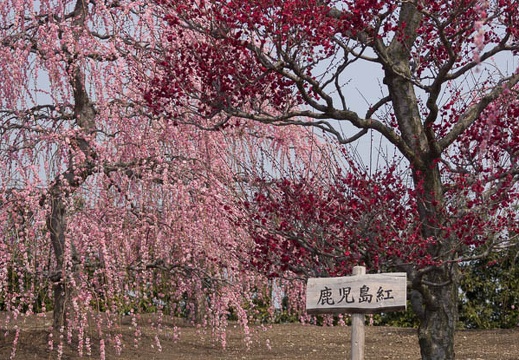 201403171128-DSC09820.jpg