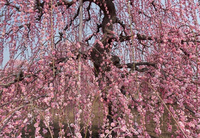 201403171142-DSC00202N.jpg