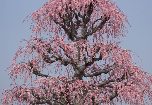 201403171150-DSC09854.jpg