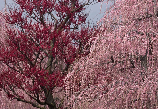 201403171150-DSC09855.jpg