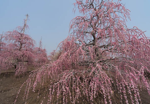 201403171153-DSC00239N.jpg