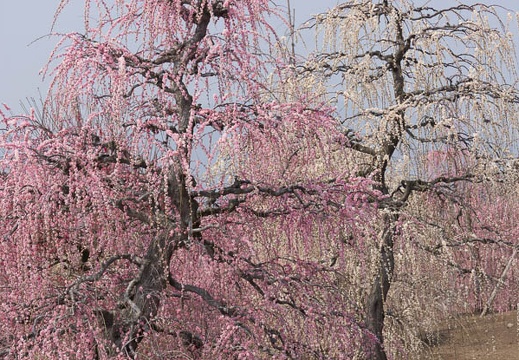 201403171156-DSC09873.jpg