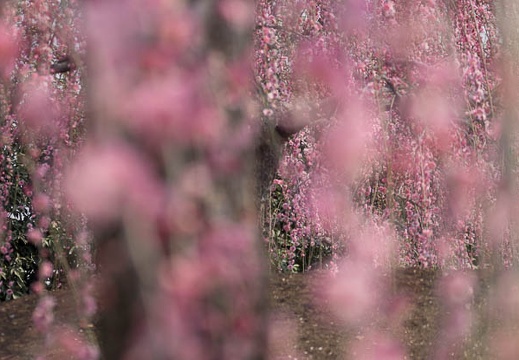 201403171159-DSC09882.jpg