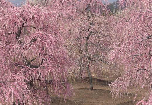 201403171218-DSC09929.jpg