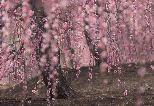 201403171230-DSC09969.jpg
