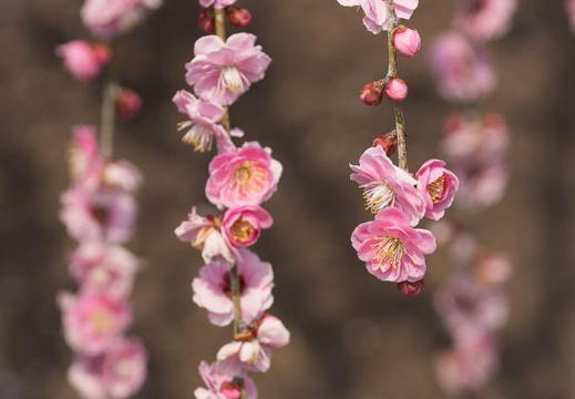 201403171241-DSC00006.jpg