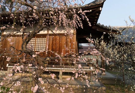 201403171620-DSC00350N.jpg