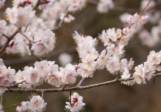 201403171626-DSC00141.jpg