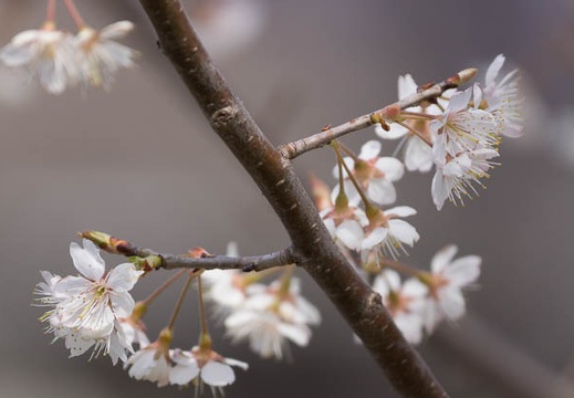 201403221051-DSC00720.jpg