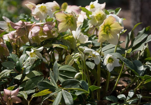 201403221154-DSC00779.jpg