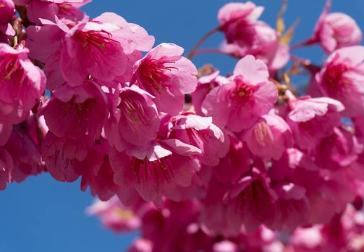 201403221210-DSC01126N.jpg