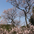 201403231610-DSC03764R.jpg