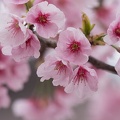 201403251347-DSC00816.jpg