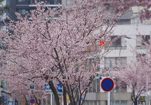 201403251348-DSC00818.jpg