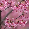 201403251350-DSC00823.jpg