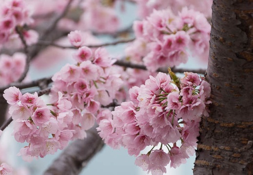 201403251351-DSC00826.jpg