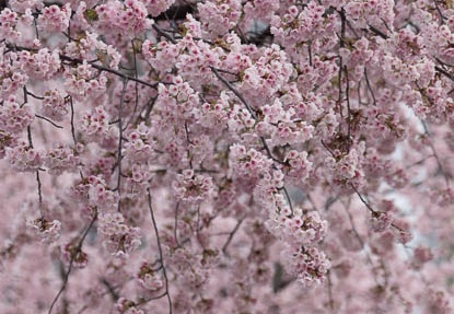 201403251409-DSC00858.jpg