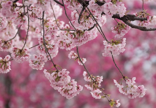 201403251411-DSC00871.jpg