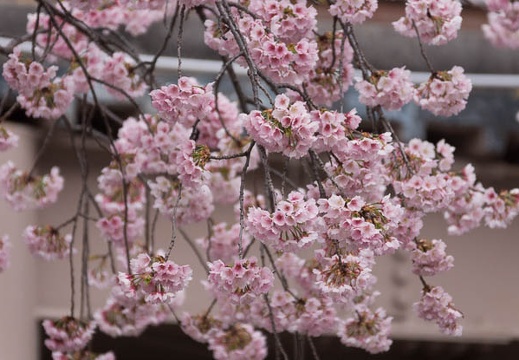 201403251418-DSC00889.jpg