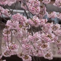 201403251418-DSC00889.jpg