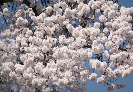 201403281245-DSC04606R.jpg