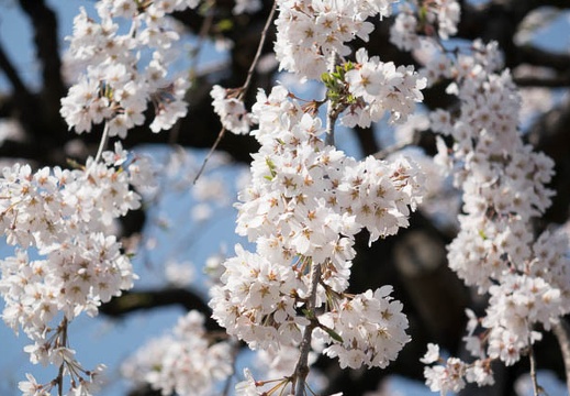 201403281318-DSC04688R.jpg